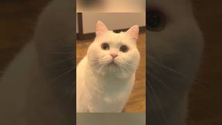 猫の散歩をサボったらダメな理由