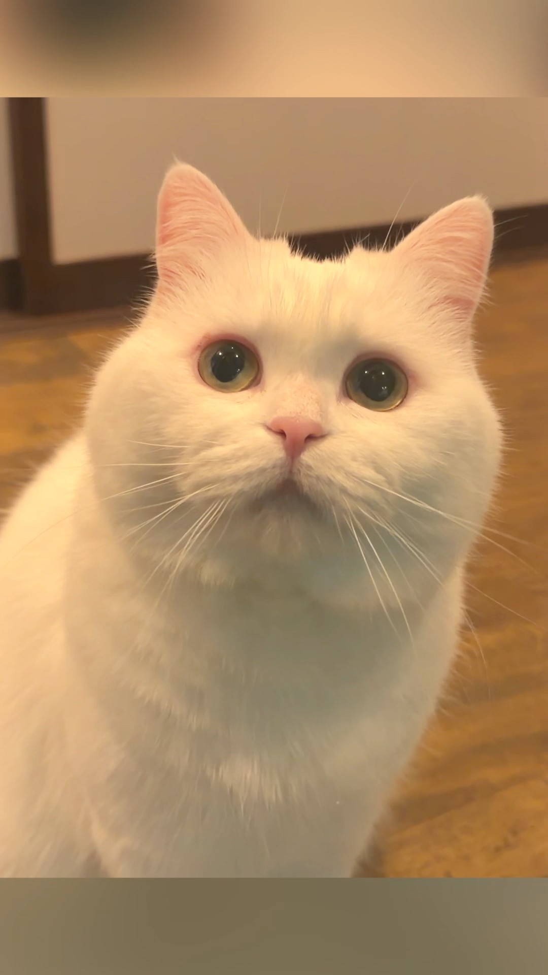 ポムさんとしまちゃん / ねこべや。 - YouTube