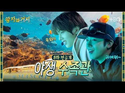 [Episode 8 Pre-release] Endless Awe! A Wild Aquarium Under the Red Sea! | The Prince and the Pauper