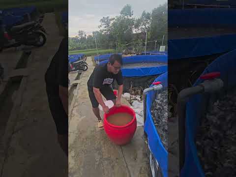 successful catfish farmers use high protein feed #carfish