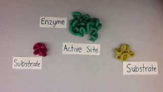 Enzyme Claymation Student Project