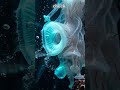 The Octopus "Sex Arm" That Can Sniff? 🐙 #Shorts #usa #trending