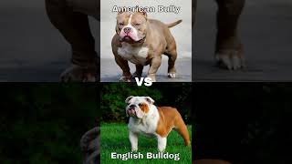 American Bully vs English Bulldog |Subscribe for American Bully, Like or Comment for English Bulldog