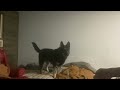 Dog Vlog