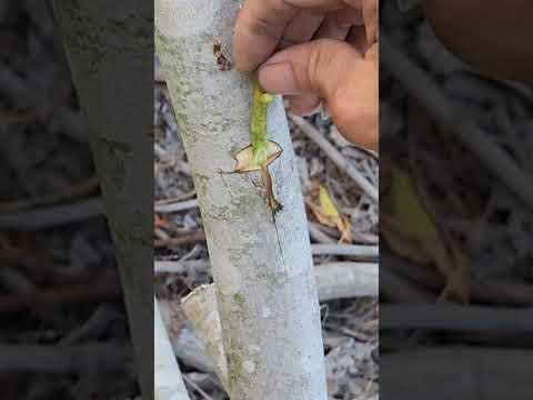 Plant grafting and tree care techniques #2678