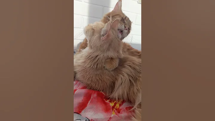 Video 11696361: mainecoon cat, maine coon love, cats pet catlover cutecat, pets gatos cutecat