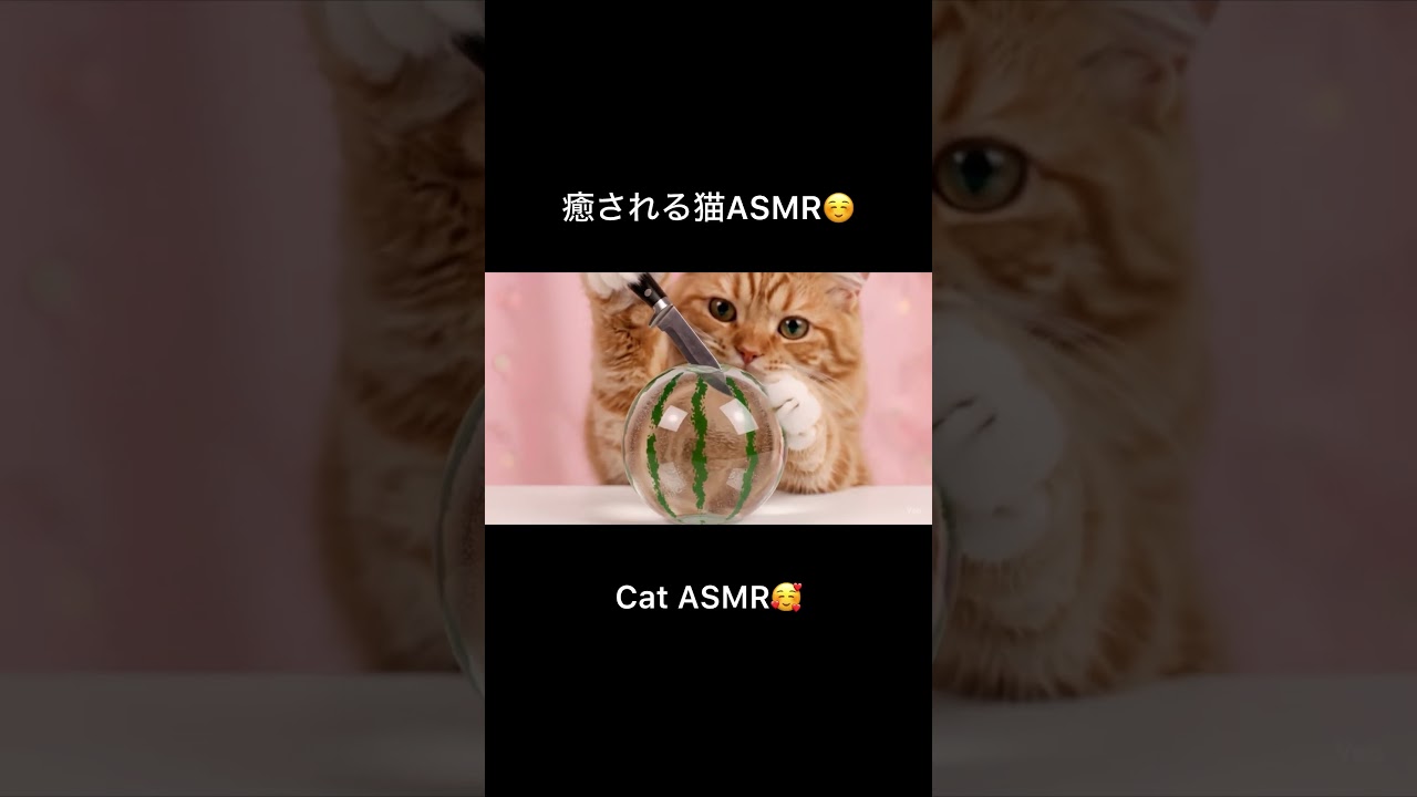 【ASMR】猫がスイカを切る？！/ Cat Cutting water melon?! #asmr #asmrvideos #relaxing #shorts #shortvideo #癒し動画