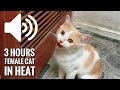 3 HOURS FEMALE CAT IN HEAT MEOWING MATE CALLING PRANK YOUR PETS 