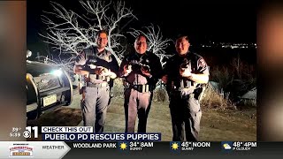 WATCH: Pueblo police rescue litter of puppies