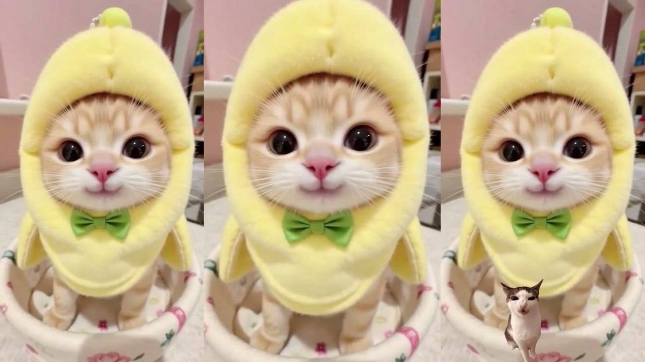 Cute Cat Video 🥰
