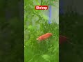 Love my #shrimp #neocaradina #crustacean #queaquatics