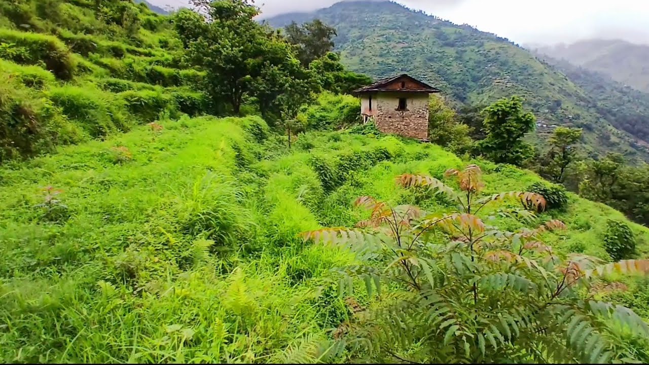 thochgolu,pokhari avocardo plants ropeko futage..!