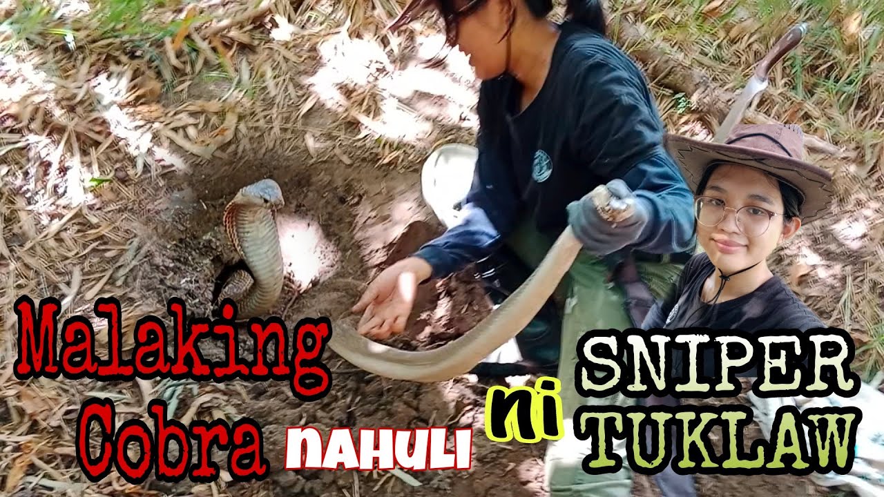 MALAKING COBRA TUMUKLAW SA ALAGANG KAMBING HULE KAY SNIPER TUKLAW