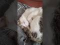 #cat #catshorts #funnycats #catlife #tripuravloger #indianinsiberia #travel #love #cute