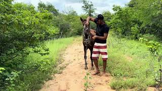 Chegou um novo cavalo na fazenda 