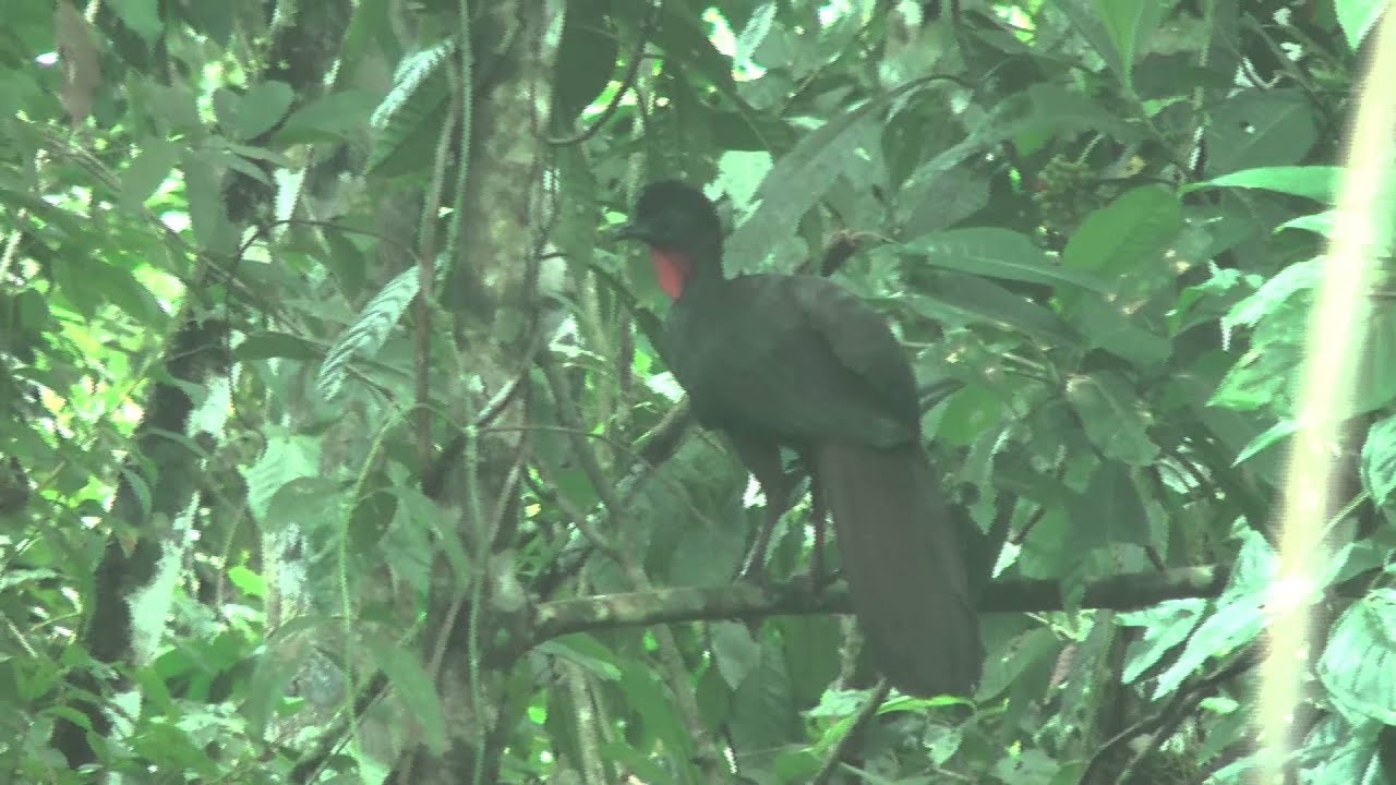 Crested Guan