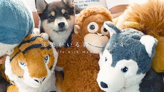 豆柴はIKEAの動物たちと仲良くできるのか？【豆柴暮らし】