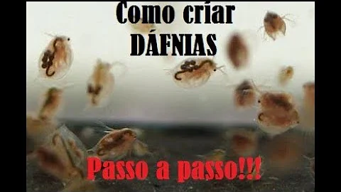 Como alimentar artêmias vivas?