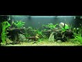 10 min Of My Relaxing Aquarium