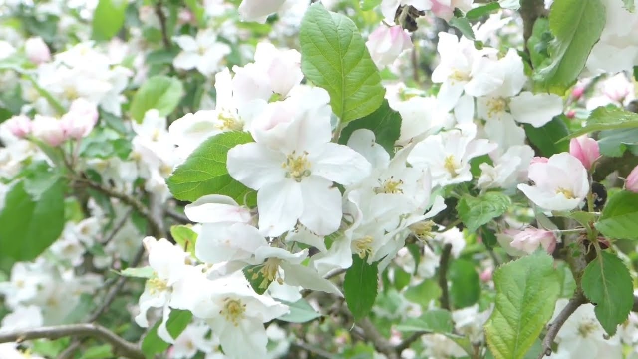 Cherry Pink And Apple Blossom White