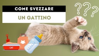 Come svezzare un gattino nel modo corretto