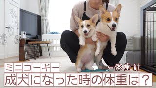 手乗りサイズのコーギーさん♪ 大きくならないミニコーギーが成犬になったので体重測定をしま