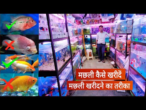 मछली कैसे खरीदें, मछली खरीदने का तरीका // How to buy fish // buy healthy fish from fish shop