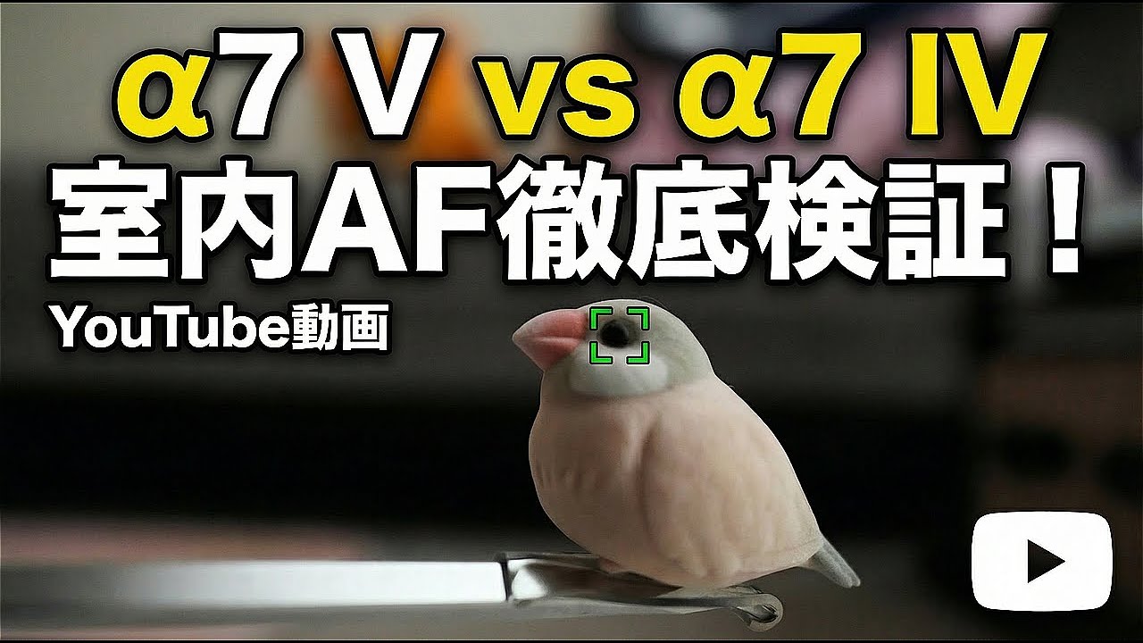 α7 V vs α7 IV: Indoor AF Thorough Test! Comparing Bird Models and