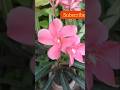 How to propagate pink OLEANDER🌷 from Cutting! #gardenscapes #oleander #trending #viral #gardening