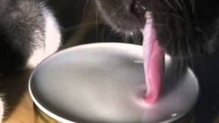 The Physics of a Cat Lapping up Liquid - Part 1