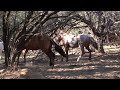 AZ Wild Horse Fights and Posturing - Mark Storto Nature Clips