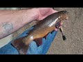 Catch  cook cutthroat  rainbow trout