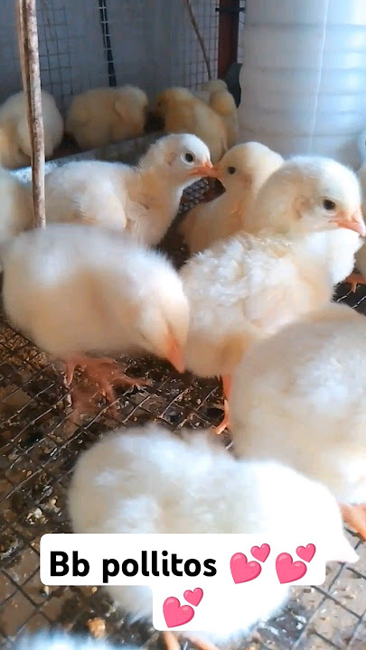 sonido de BB pollito #fyp #pollitos