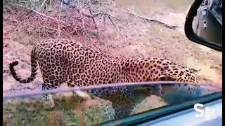 Tiger chasing our safari vehicle...unreal moment🐅🚙🔥#safari #nature #travel