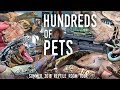 Reptile Room Tour Summer 2018 | HUNDREDS OF ANIMALS in ONE Room!
