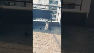 Bella ile Şarkı söylersem :D kendi sesim deği!
