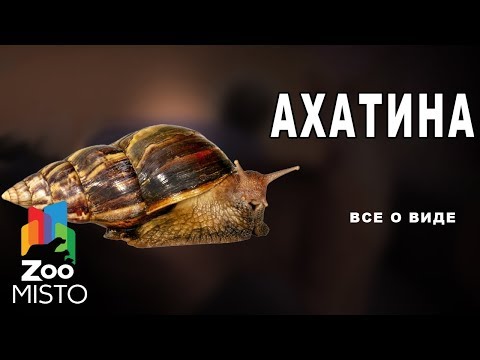 Ахатина Все о виде улитки | Вид улитки Ахатина