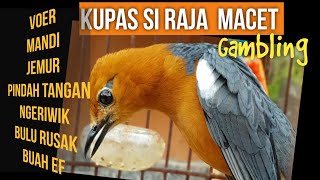MACETAN & GAMBLING ANIS MERAH SI RAJA  MACET#exotic_Indonesian_trancebird
