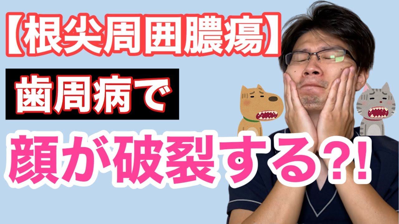 急に顔が破裂するかも？犬猫の根尖周囲膿瘍についてのお話【小動物獣医師のお話 Vol.68】