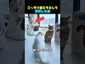 こっそり通ろうとして失敗した猫
