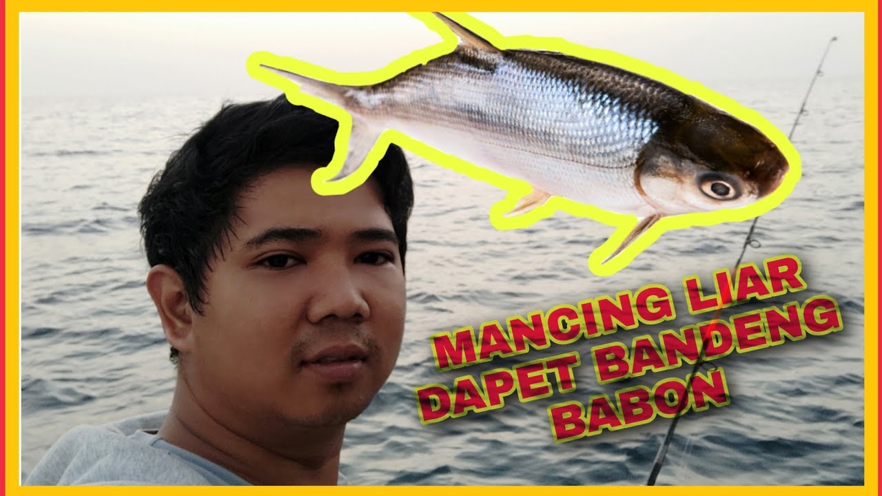 MANCING BANDENG LIAR BABON!!!