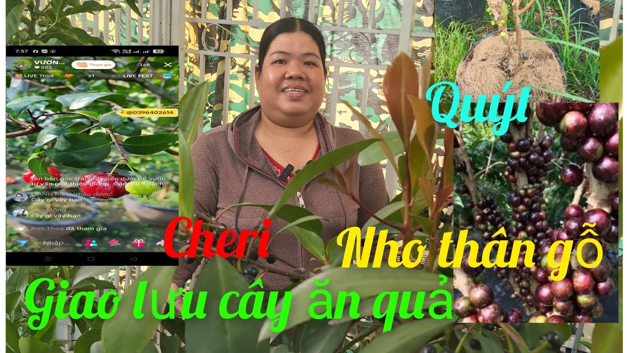 Hồng cây giống giá rẻ miền tây giao lưu cây ăn trái vú sữa, lekima, tắc chua 