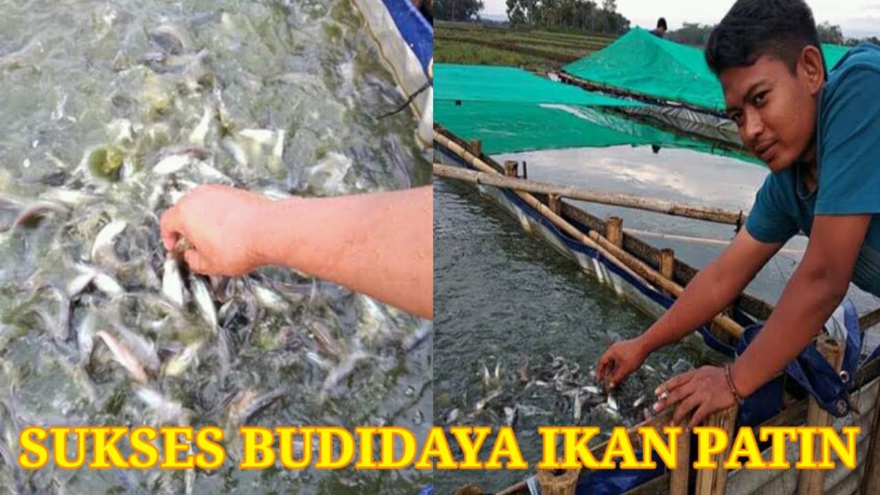 Tips Budidaya Ikan Patin Beromset Ratusan Juta Perbulanya