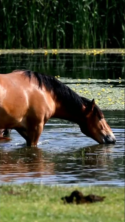 HORSE SOUND | ANIMAL SOUND #short #shorts #short video #animal sound