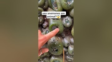 the magical sea anemones#seaanemone #anemones #sea #youtubrshorts