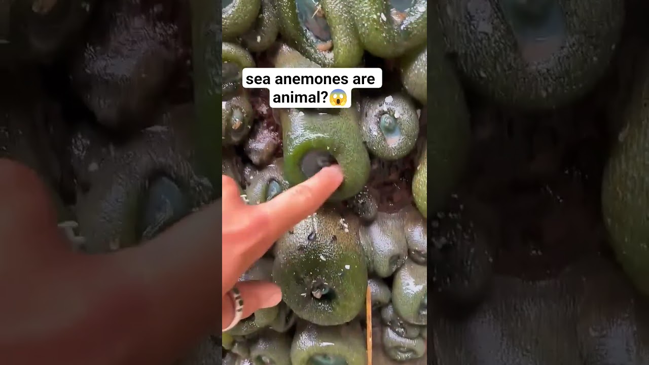 the magical sea anemones