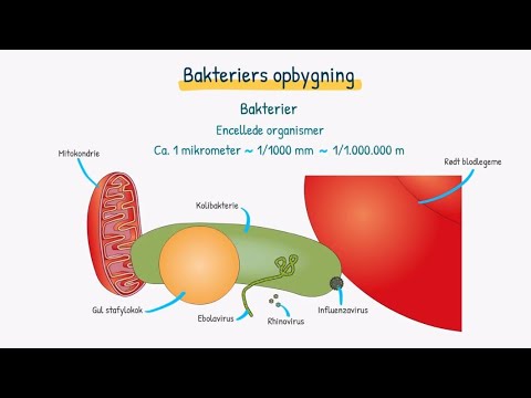 Video: Kaldes sygdomsfremkaldende bakterier?