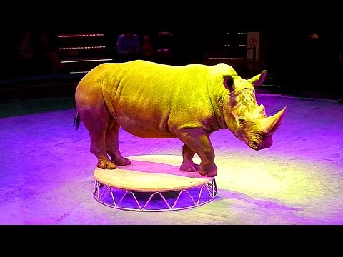 Цирк. Носорог. Дрессированный Носорог. Триумфаторы Арены. Африканский Носорог Видео. Носорог Видео