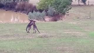 Kangaroos Wrestling by dauntless 116 views 1 year ago 54 seconds