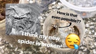 My NEW Trapdoor SPIDER is “BROKEN” !!!